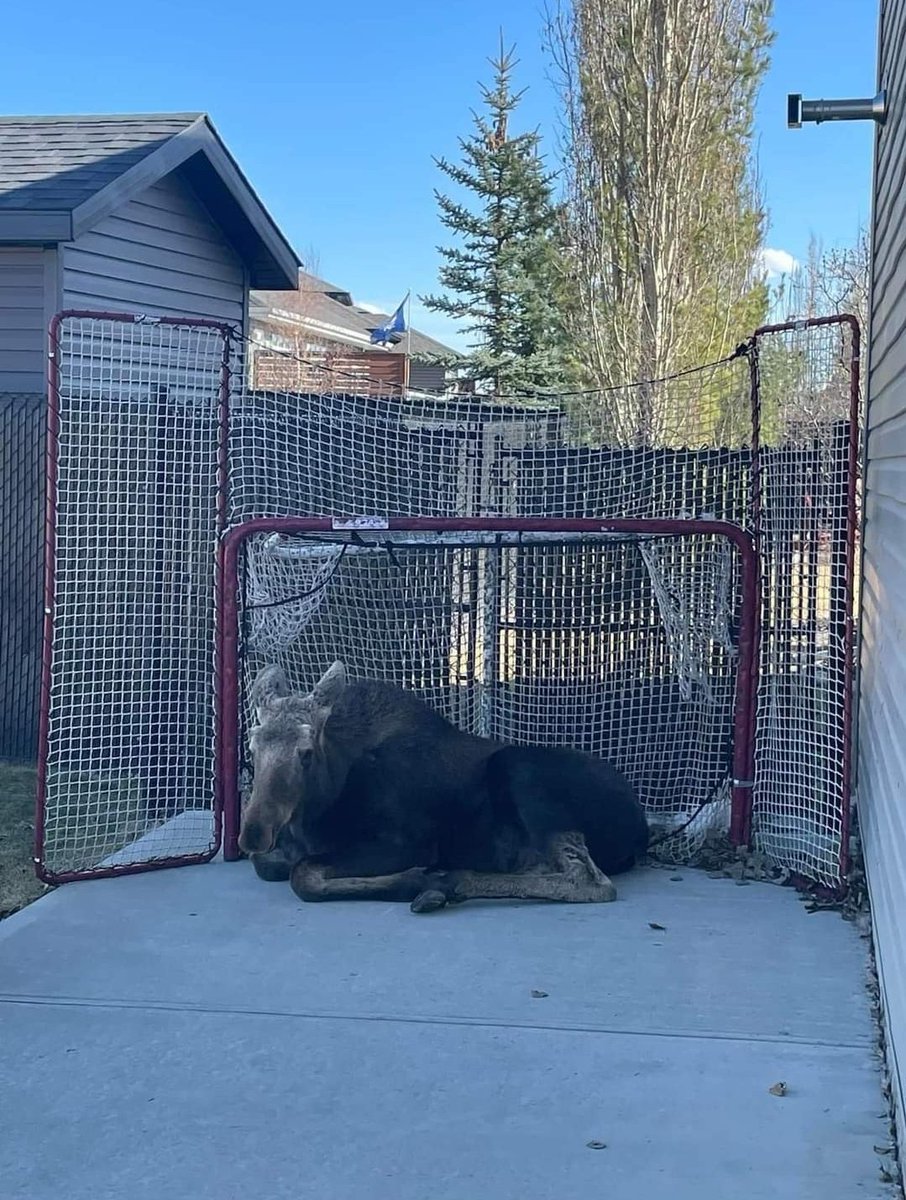 Coach: Moose, you can't skate, but you're big - be a goalie!