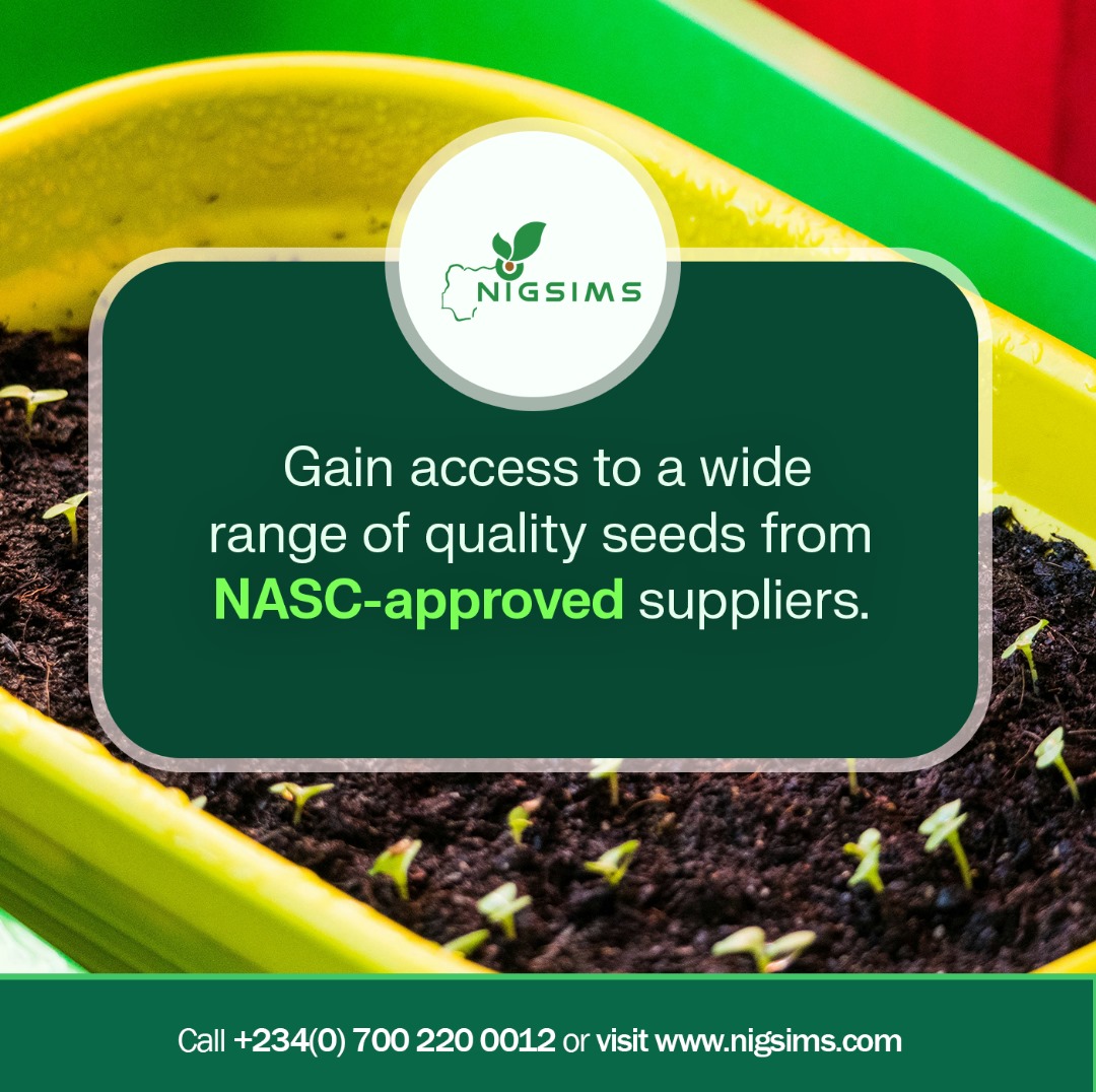 nigsims_n's tweet image. At Nigsims, we believe in the power of certified seeds. Gain access to a wide range of quality seeds from NASC-approved suppliers, setting the foundation for a thriving farm. 🌾🌱 #SeedCertification #NigsimsAdvantage