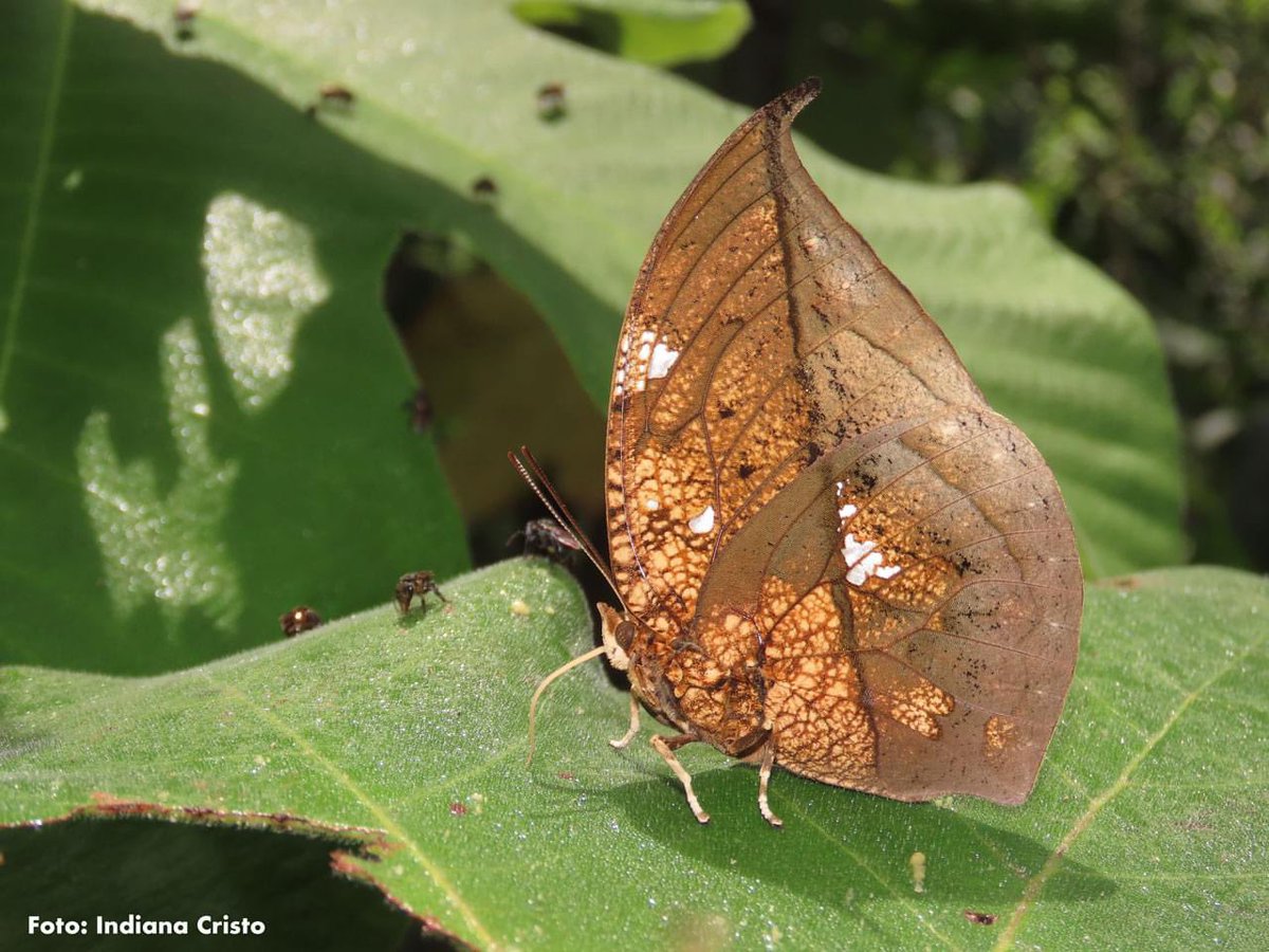 🦋 El Líbano, vereda de Orito (Putumayo), es un sitio ideal para el avistamiento de mariposas. Por el buen estado de sus bosques, del aire y de sus quebradas, el lugar, en el piedemonte Andino-Amazónico, acoge a 299 especies. ¡Anímate a visitarlo! 👉 bit.ly/4av0m9T