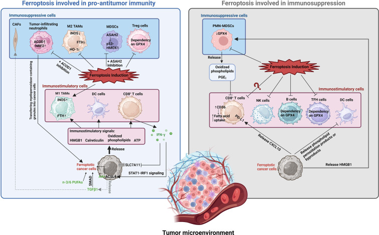 The roles of ferroptosis in cancer: Tumor suppression, tumor microenvironment, and therapeutic interventions dlvr.it/T5XG7B