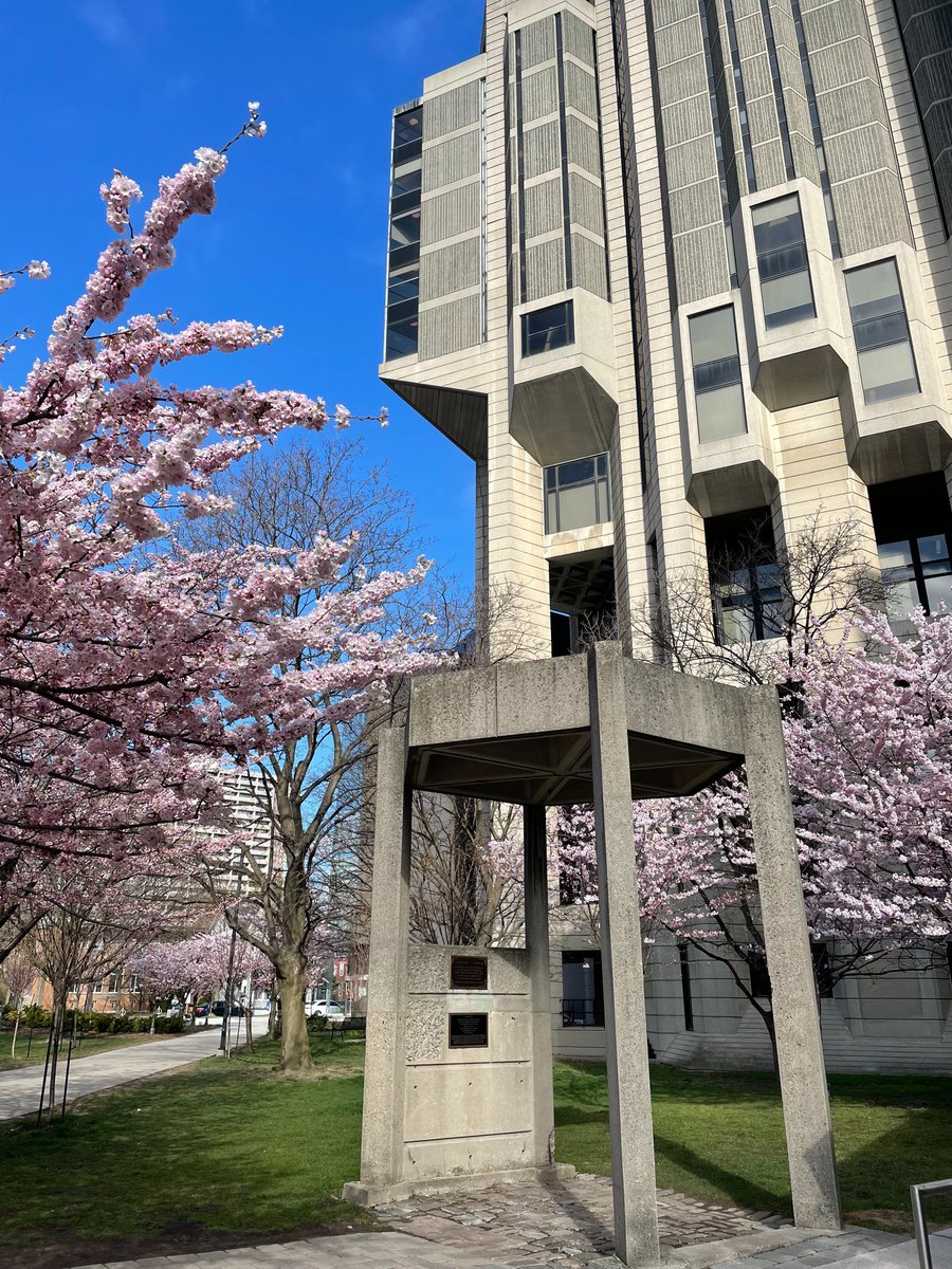 🌸 Attention #UofT! 🌸 The Sakura trees at Robarts Library are almost in FULL BLOOM. Come to the library over the next few days before the rain comes ☔️. Take a break from exams, marvel at the blossoms, and enjoy a serene moment amidst nature's beauty. Don't miss out! 📚🌸