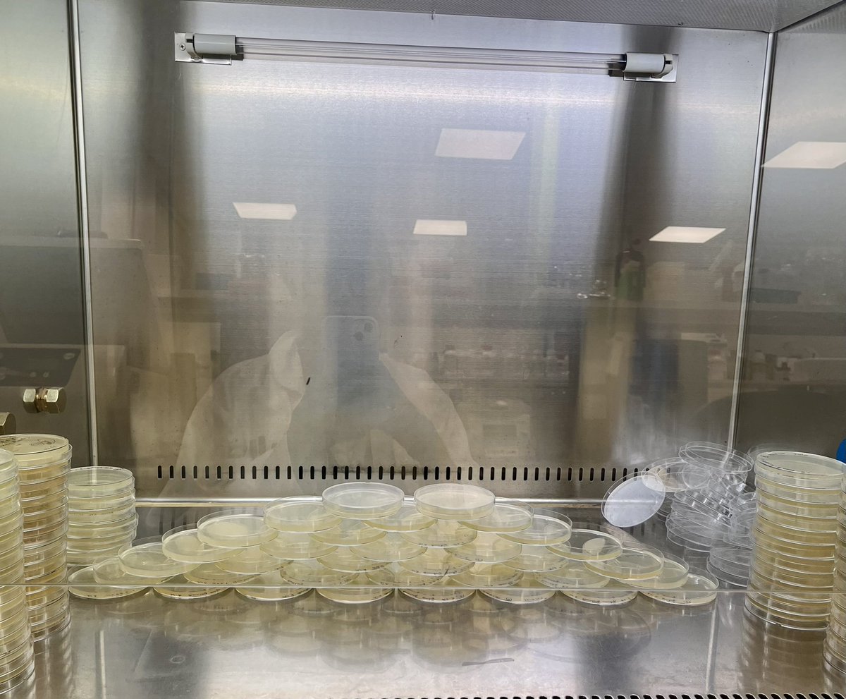 Mountain ⛰️ 🧫 bacteria isolation from mangrove plants
@UAEU_NEWS