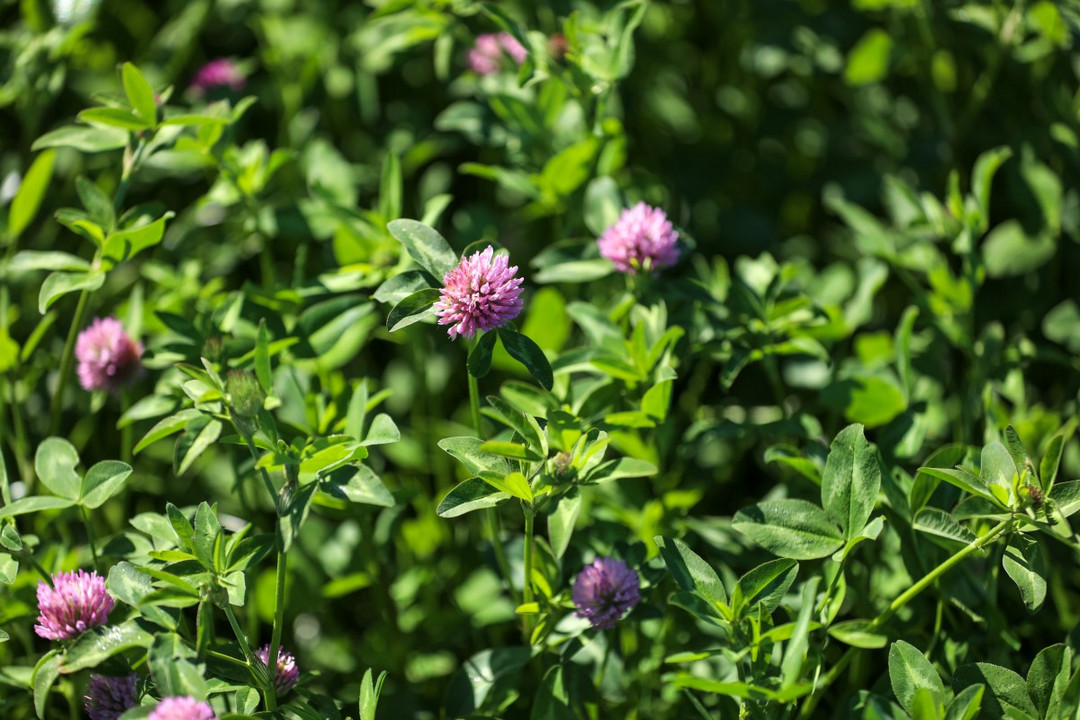 Red clover offers homegrown forage and provides a natural source of nitrogen, reducing your need for fertiliser. Maximise your farm's productivity and sustainability by reading our advice on establishing and managing red clover: germinal.com/knowledge-hub/… #farming #agriculture