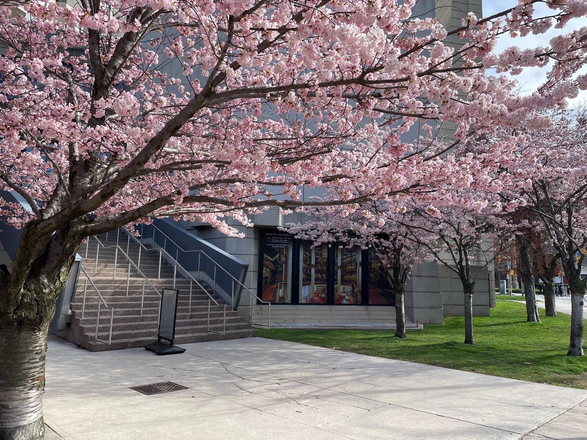 uoftlibraries's tweet photo. 🌸 Attention #UofT! 🌸

The Sakura trees at Robarts Library are almost in FULL BLOOM. 

Come to the library over the next few days before the rain comes ☔️. 

Take a break from exams, marvel at the blossoms, and enjoy a serene moment amidst nature's beauty. Don't miss out! 📚🌸 https://t.co/OgYK16eFxX