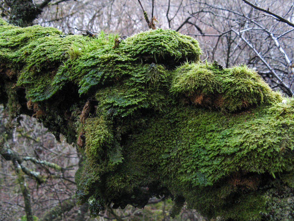 You'll often find impressive mounds of moss growing in #ScotlandsRainforest, either on the ground, walls, rocks, or like this, on trees. This is Plagiochila spinulosa, also known as prickly featherwort. 📷 Stan Phillips