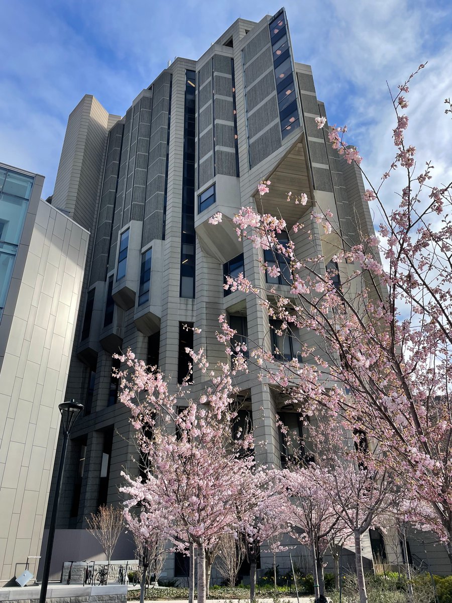 uoftlibraries's tweet photo. 🌸 Attention #UofT! 🌸

The Sakura trees at Robarts Library are almost in FULL BLOOM. 

Come to the library over the next few days before the rain comes ☔️. 

Take a break from exams, marvel at the blossoms, and enjoy a serene moment amidst nature's beauty. Don't miss out! 📚🌸 https://t.co/OgYK16eFxX