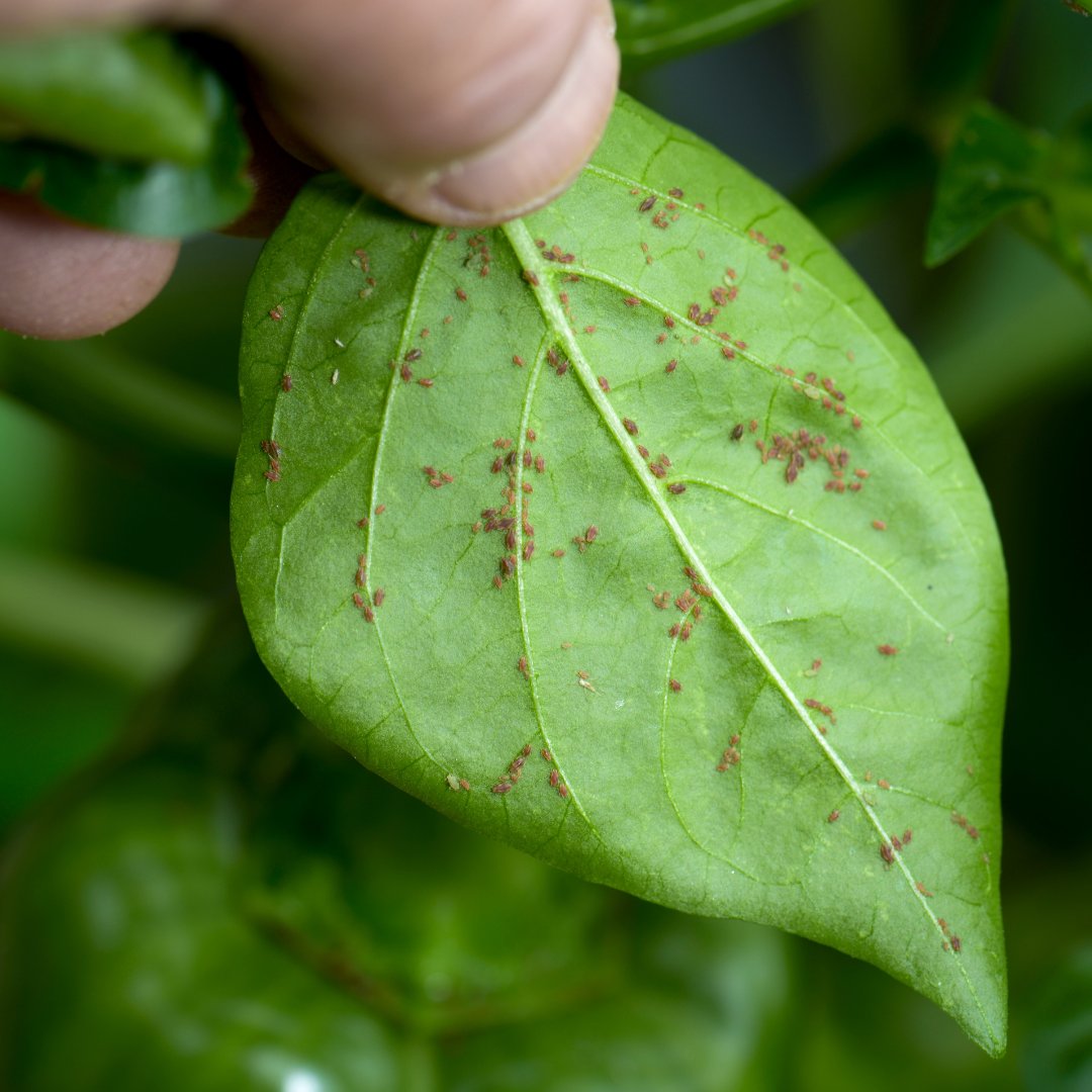 Have you been invaded?
Every year, without fail, aphids invade my chilli plants. It's tough to eliminate them completely, but natural solutions like neem oil and attracting beneficial insects can keep them under control chillichump.com/growing-chilli…