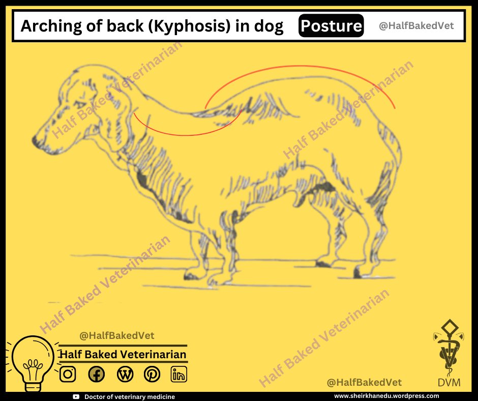 💥 Arching of back posture in dog also called as kyphosis 🐕
 📌A clinical presentation! 
'For veterinary medicine students learning'
🔗Source: pin.it/5YI2K4SA7
✍️YouTube: youtube.com/@HalfBakedVet
#veterinary #dvm #vets #vetmed