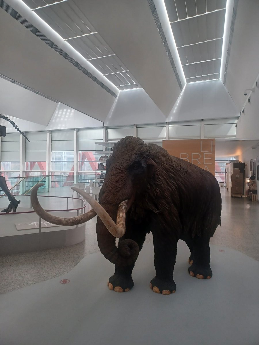 Patriciahg03's tweet photo. Las presentes imágenes corresponden al Museo de la Evolución Humana, en Burgos.
🦣El esqueleto de un Mamut prestado por la Caixa, cuyos huesos en su mayoría son originales. 
🦣La representación de un Mamut a escala reducida.

#AprendizajeCCSS #HistoriaEUMZA #fatapuerca https://t.co/cJutpkAEkr