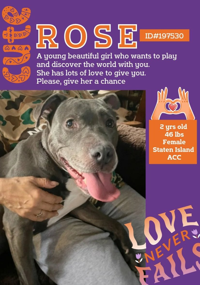 ❤ #Adoptme ROSE 2yrs #SIACC Lovely young playful friendly curious girl with lots of love to give ❤ looking for a kind caring human 🙏 Nycacc.app #197530 Dm @CathyPolicky @SuzanneSugar #FostersSaveLives 🐕