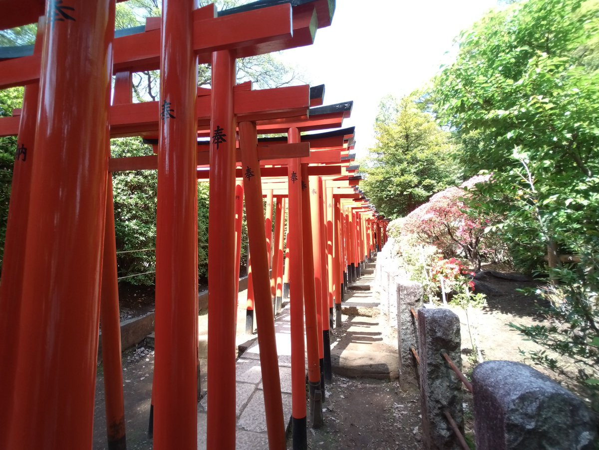 根津神社参拝
つつじまつり開催中、毎年気にしているのですが時期が早かったり、遅かったり今年はしっかりとつつじを見る事が出来て良かったです🥰