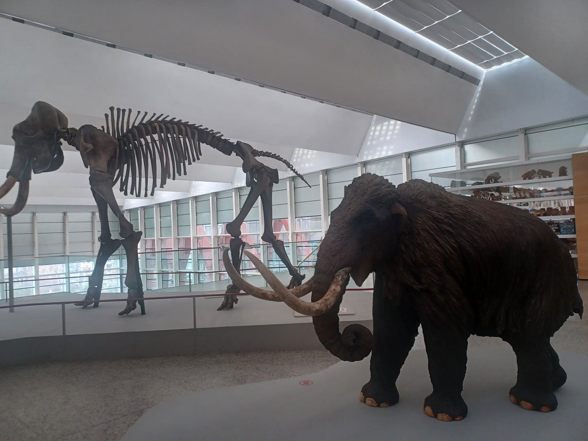 Patriciahg03's tweet photo. Las presentes imágenes corresponden al Museo de la Evolución Humana, en Burgos.
🦣El esqueleto de un Mamut prestado por la Caixa, cuyos huesos en su mayoría son originales. 
🦣La representación de un Mamut a escala reducida.

#AprendizajeCCSS #HistoriaEUMZA #fatapuerca https://t.co/cJutpkAEkr
