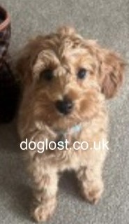 #LOST #DOG ARCHIE 
#Puppy #Male #Poodle Cross Ginger
#Missing from Sandy Lane off Northwich Road 
#Cranage #WA15 North West 
Sunday 14th April 2024 
#DogLostUK #Lostdog #ScanMe 

doglost.co.uk/dog/191638