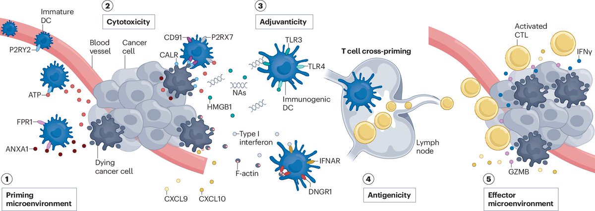 Glad to share our latest @NatRevDrugDisc piece on targeting #immunogeniccelldeath in #cancer, available at rdcu.be/dEMqs Thanks to @EmmaGuilbaud and others #offtwitter. @WeillCornell @WCM_MeyerCancer @WCMEnglanderIPM @CRCordeliers #WCMRadonc @ImmunoRadROBIN