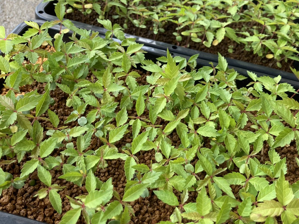 ookami19_tw's tweet photo. 実生ケヤキ
軸切り挿し芽、直根切りと芯止めに初チャレンジ🌱
1週間ほど経ちましたが、何だか弱々しい状態に😢
種をいっぱい撒きすぎて管理できるか心配だったけど、、ここから何割が成長してくれるかな🤔

#盆栽 #bonsai https://t.co/upAwHdkGjm