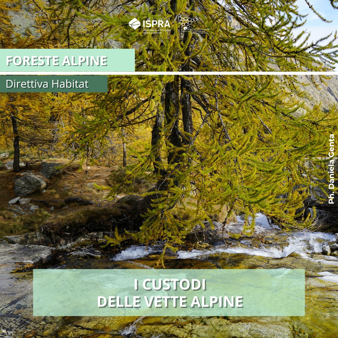 🌲 I lariceti sono foreste diffuse nella fascia più alta dell’arco alpino. 🟡 Secondo i dati del IV Rapporto #DirettivaHabitat, l’habitat 'Foreste alpine di Larix decidua e/o Pinus cembra' è in uno stato di conservazione inadeguato. Leggi l'articolo: bit.ly/3vJ2lbH