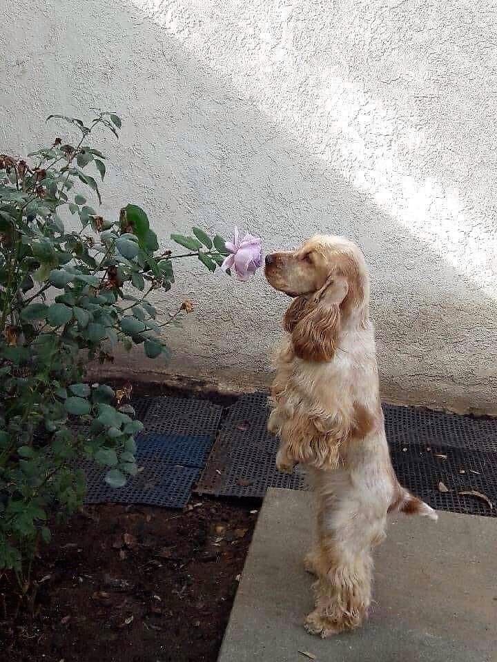 💖 (@twaniimals) on Twitter photo 