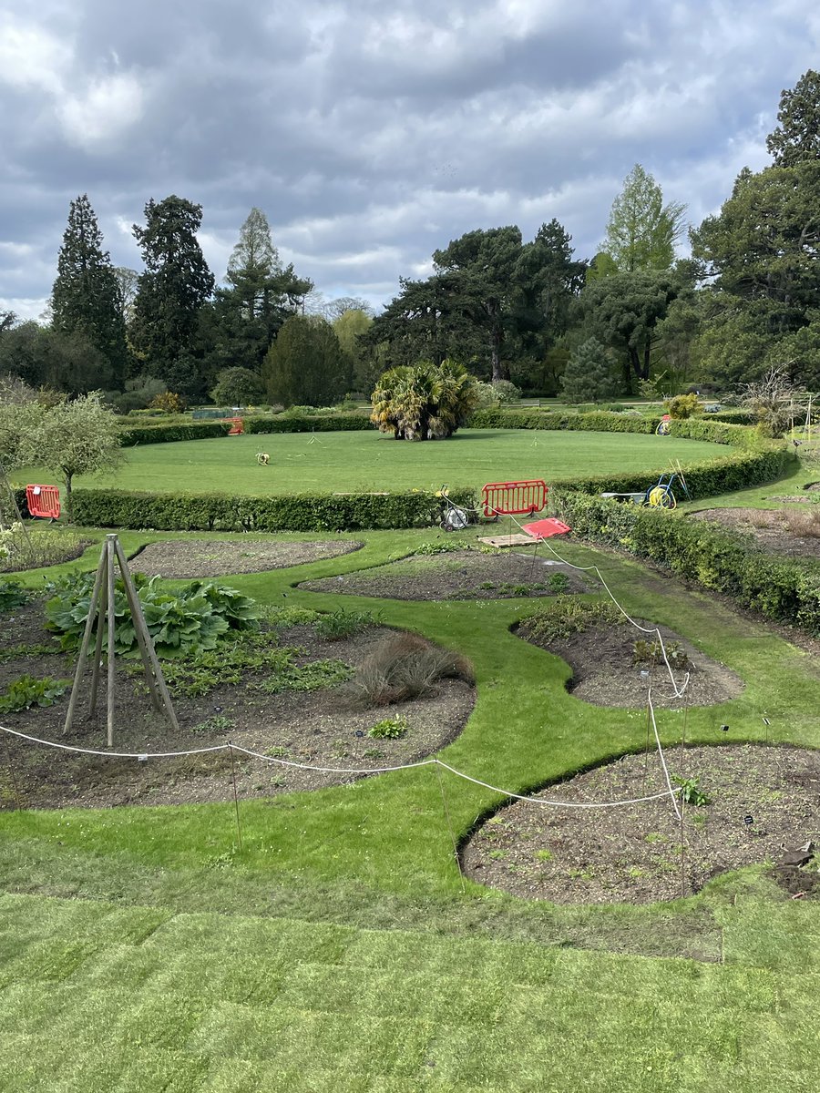 💛Vibrant yellows & verdant green 💚 Some springtime snapshots between the wild winds & driving rain today! A huge 👏to our hort team too as they lay the finishing turfing touches to our Systematic Bed redevelopment. #MondayMotivation