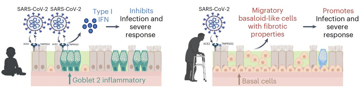 The marked differences in response to #SARSCoV2 infection by age may, at least in part, be explained by age-specific changes in our nasal epithelial cells nature.com/articles/s4156… @NatureMicrobiol @Dr_ClaireSmith @drmarkonikolic @UCLchildhealth