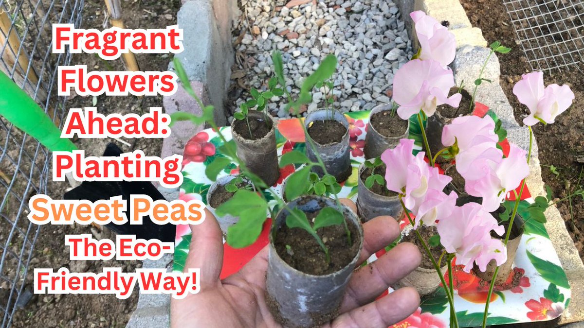 🌼 Ready to level up your #gardening game? Discover the magic of starting sweet pea seedlings in toilet paper rolls in our newest tutorial! 🎥 Follow along as we share our top tips for planting, watering, and nurturing these beautiful #flowers to life...youtu.be/NxnbDkacedQ🌱