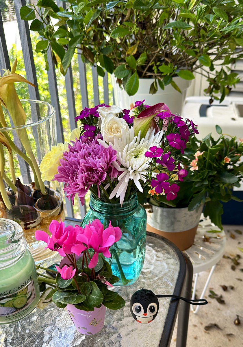 LOOK LOOK LOOK 👀 

Did you see the tiny little cyclamen I ordered for $4.99? 

It will probably die in a week or so but it will be pretty until all the petals fall off. 

#UrbanGardening #HOA