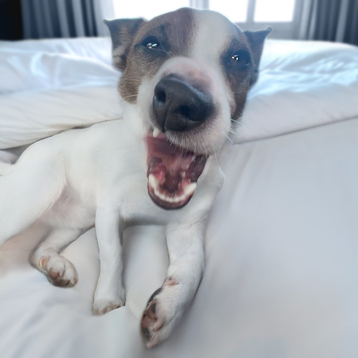 Astro’s face when I wake up way too early on a Monday 📷

#jackrussellnation #9gag #barked #animalsdoingthings #jrt #jackrusselldog #astro #dogs #dogsofinstagram #dog #dogstagram #jackrussellofinstagram #cute #cuteness #cutenessoverload #doggo #doglovers #doglove #dogsofnyc