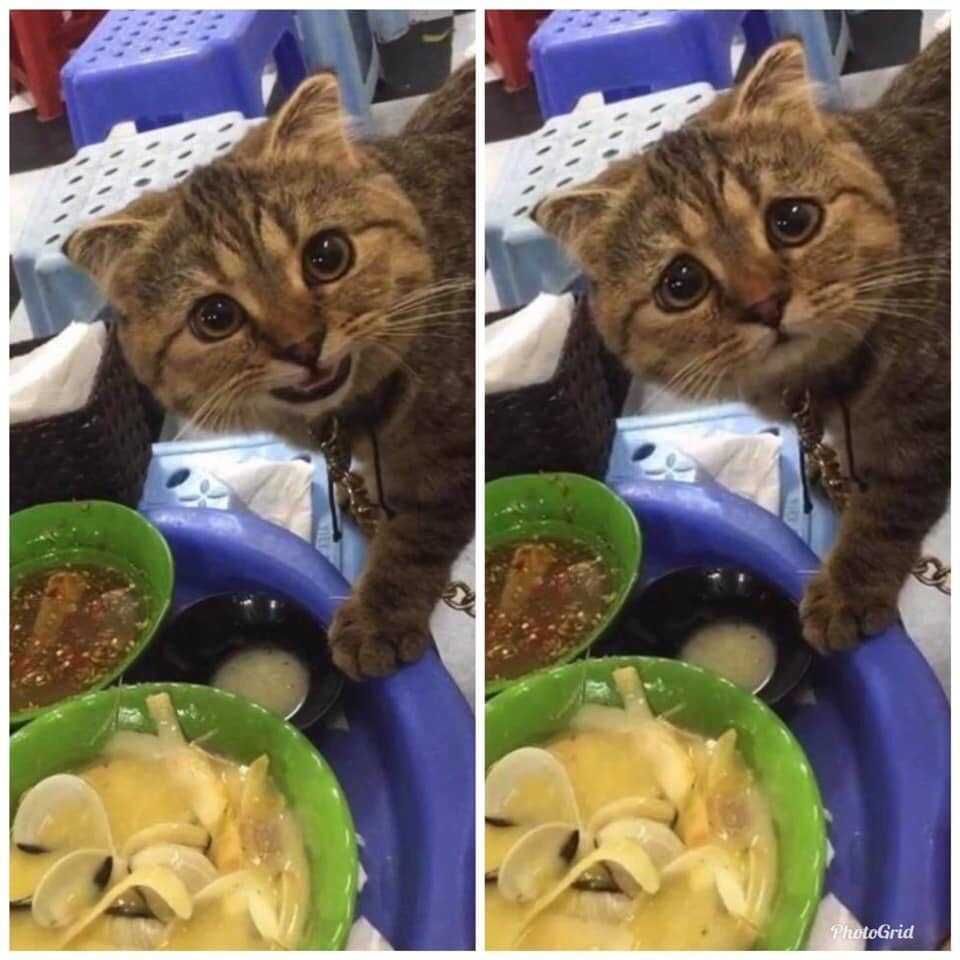 'Can I have some?' 'No, you can't'