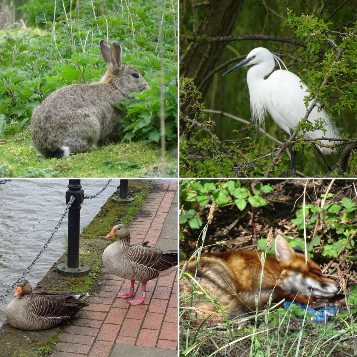 Urban wildlife in the centre of York today #rabbit #egret #geese #fox #wildlife #nature #citycentre #york #yorkcity #urban #urbanwildlife #spring