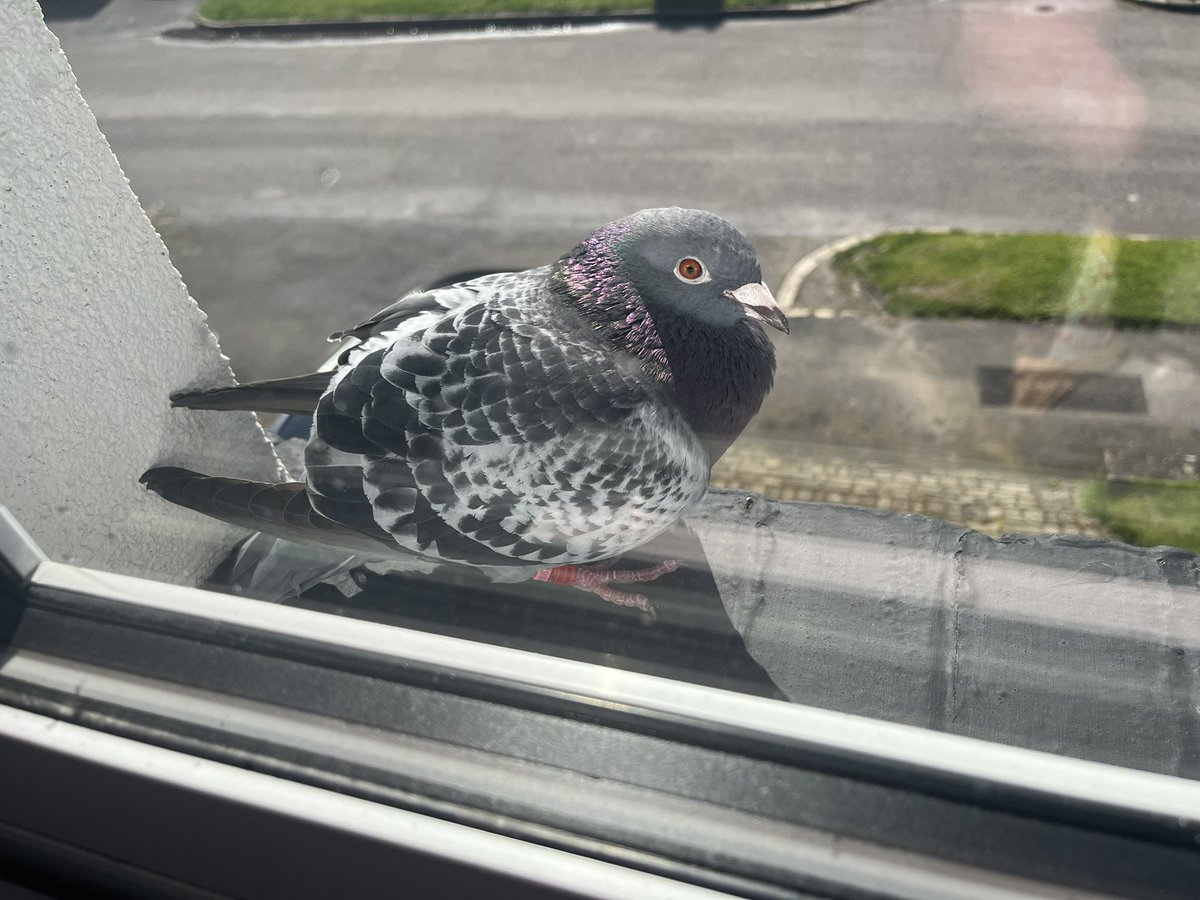 There’s a racing pigeon on my windowsill.. it’s been there a while, doesn’t look that happy, anyone know who I should notify? #racingpigeon #pigeon