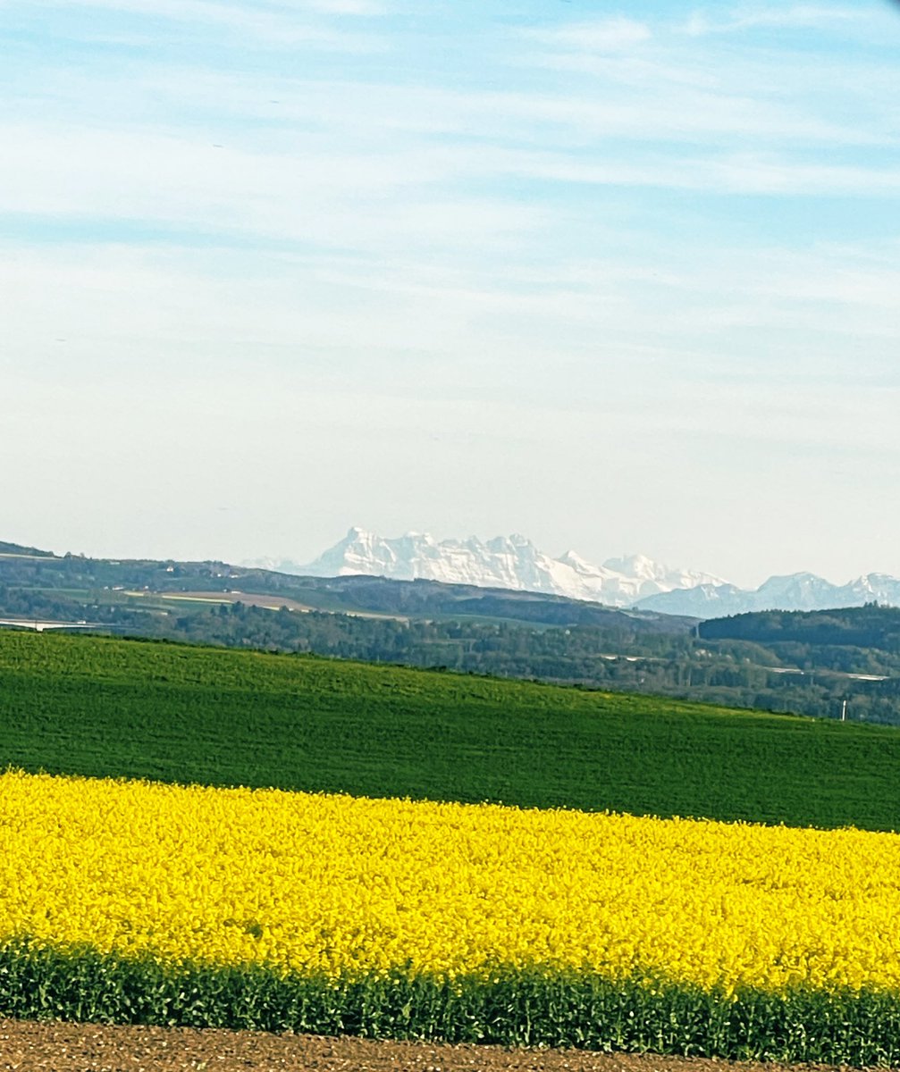 Quand les Dents du Midi veillent sur les champs de colza #LundiFleuri