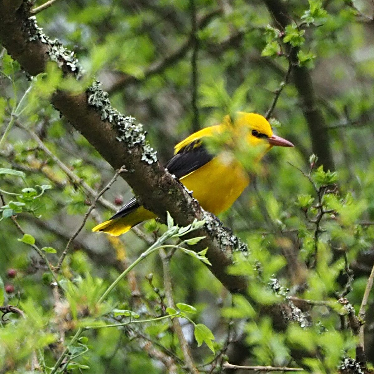 Absolutely thrilled to see 2 Golden Orioles together at Cwm Ivy woods today Welsh tic for me