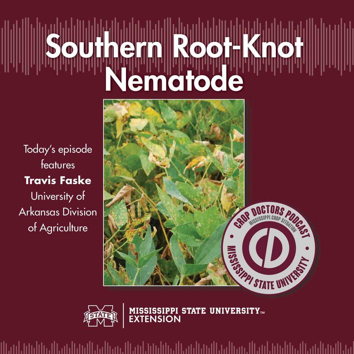 Travis Faske with the University of Arkansas Division of Agriculture discusses his work on root-knot nematodes in soybean. More information on his work can be accessed at uaex.uada.edu/diseasepubs Catch the episode here: extension.msstate.edu/shows/mississi… #mscrops #onlyatdrec #MSUext