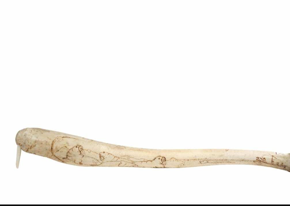 goovaem's tweet photo. Mankind lost its penisbone during evolution - imagine what we males could have done with it.. blame it on monagamy https://t.co/v27bgKphuz
