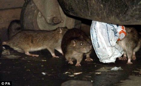 .@maidstonebc 
What’s up Maidstone ?
No bin collection for 5 weeks
We now have 

#Rats !