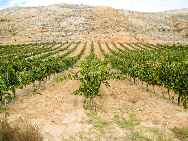 Brindamos en el término de San Martín de Rubiales, entre Roa y Peñafiel con #BodegaMilénico. Su bodega combina procesos artesanales, con una tecnología que respeta al máximo los procesos naturales🍇 ¡Salud! 🍷 🛒 milenico.com