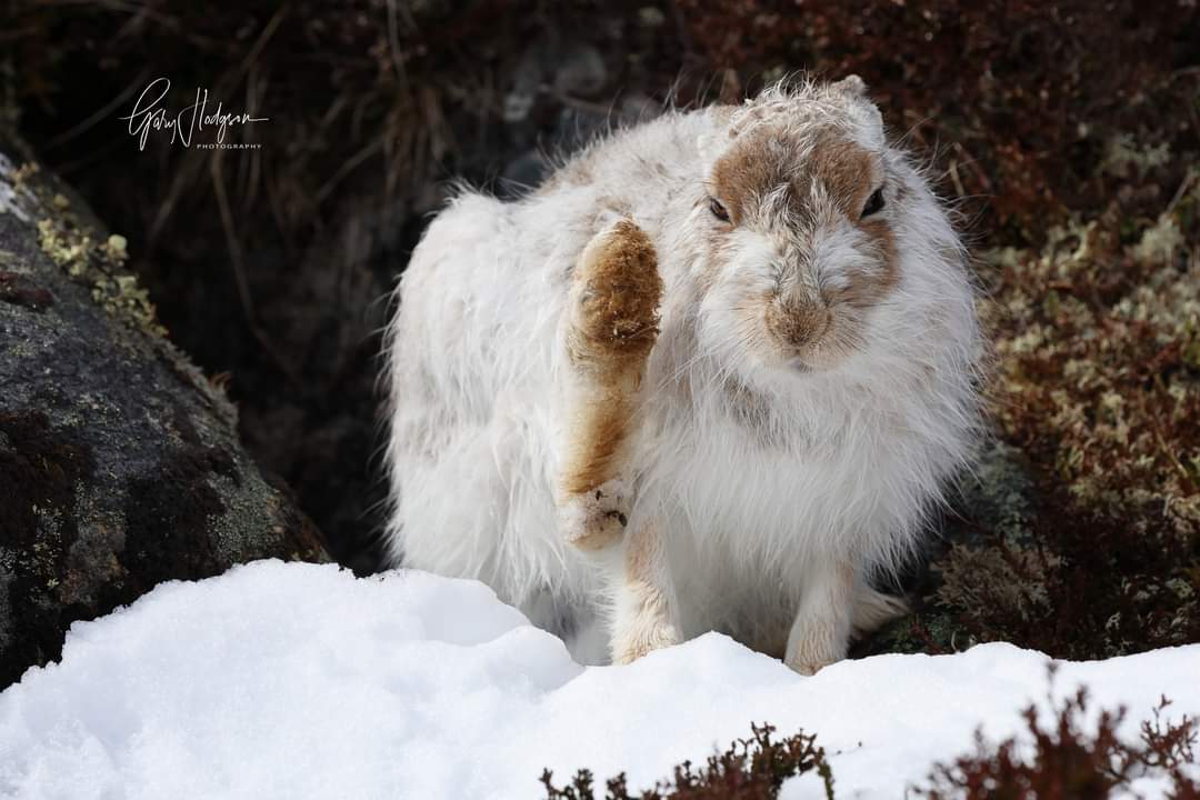 Snow is back on the lower Cairngorms. Some images from yesterday of the  adorable Mountain Hares. 
#snow #Weather #WINTER #wildlifephotography #NaturePhotography #mountains #wildlife #mountainhares