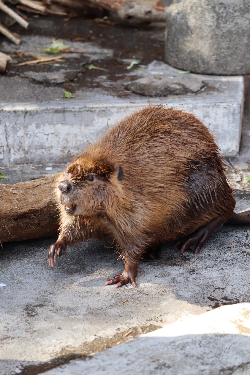 ハッとする。

 #ビーバー #アメリカビーバー  #羽村市動物公園