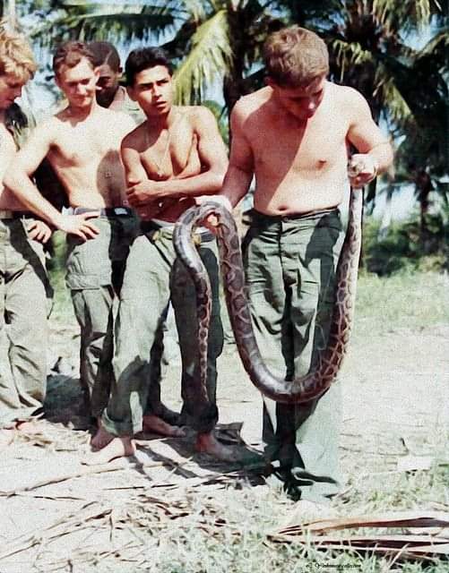 Nov 21, 1967 - OPERATION 'RANG DONG'. Members of Co 'C', 3rd Bn, 7th Inf, 199th Light Inf Bde, observe PFC Robert W. Dickson, Radio Telephone Operator (RTO), who is holding a ten foot python snake that was found in the command post.
