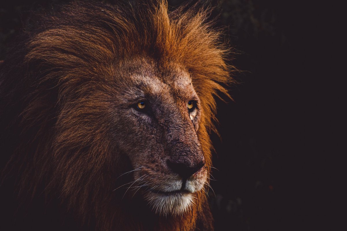 Legend Lolparpit Never to be Forgotten | Olare Motorogi | Kenya
.
.
#lolparpit #lionsofmasaimara #mammalwatching #masaimarabigcats #destinationearth #lionsofmara #africansavannah #africanecosystem #bownaankamal #bigcatsofafrica #maasaimara #bbcearthmagazine #junglevibes #bbcearth