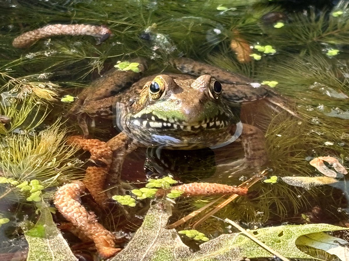 Frog would like everyone to know: yard and garden chemicals go right through his amphibian skin, wipe out his favorite bug snacks, and reduce his chance of survival so maybe avoid that stuff