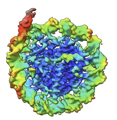 Chromatin Haiku (@chromatinhaiku) on Twitter photo Giant virus with
Nucleosome-like structure
And linker histone
#ChromatinHaiku
<a href="/NicoleHoitsma/">Nicole Hoitsma, PhD</a> @LugerLab
biorxiv.org/content/10.110… Giant virus with
Nucleosome-like structure
And linker histone
#ChromatinHaiku
<a href="/NicoleHoitsma/">Nicole Hoitsma, PhD</a> @LugerLab
biorxiv.org/content/10.110…