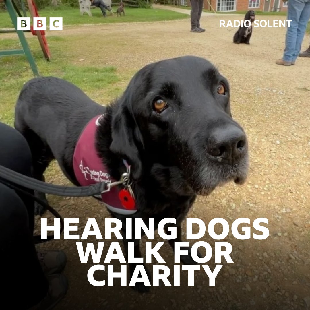 Chris Packham led a charity walk in the New Forest to raise awareness of the role of hearing dogs. 🐶 👉 bbc.in/4aETVRJ