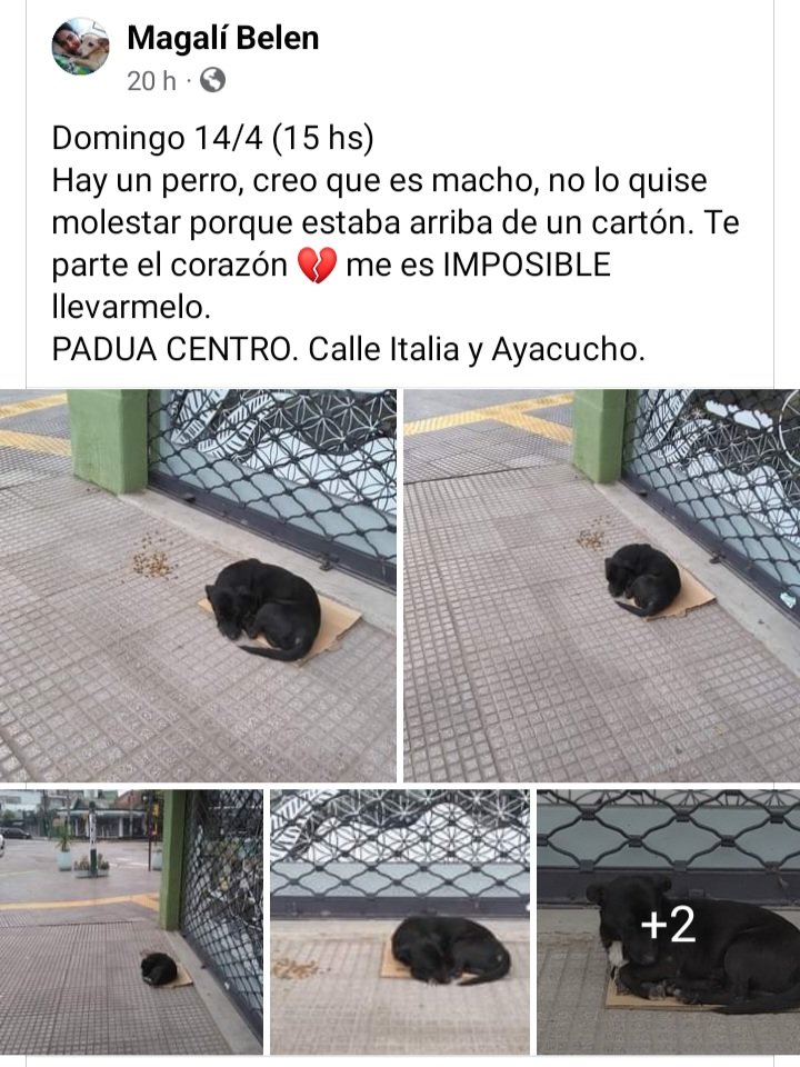 Se busca a su familia o un tránsito para poder castrarlo y buscarle una familia.
