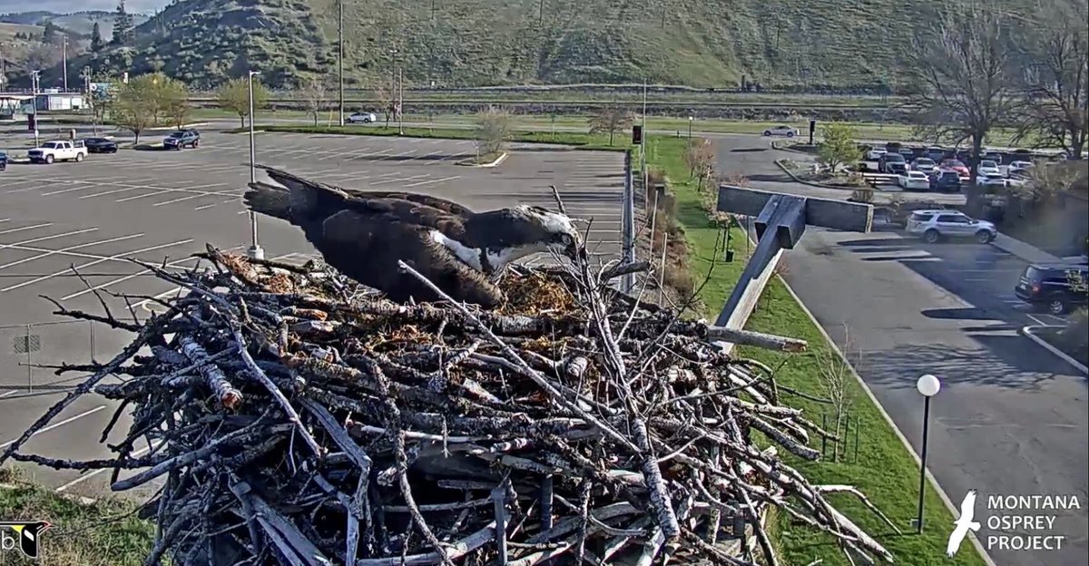 @HellgateOsprey Good morning #Chows ! Our Queen is trying diligently to get that stick just right… #BeAnIris and aim to do the very best you can today! ❤️