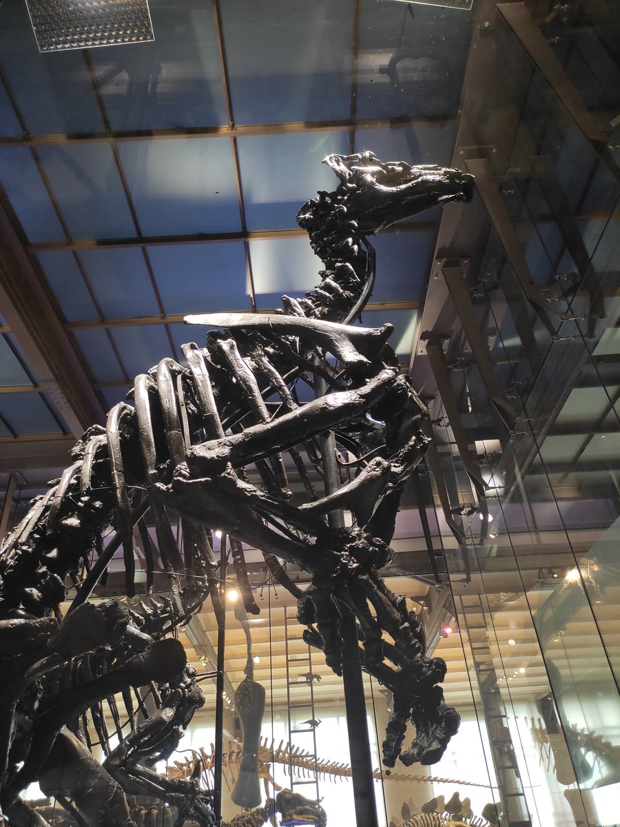 Arthropsida - Alexandre Levallois (Cf La Pregunta) tweet media