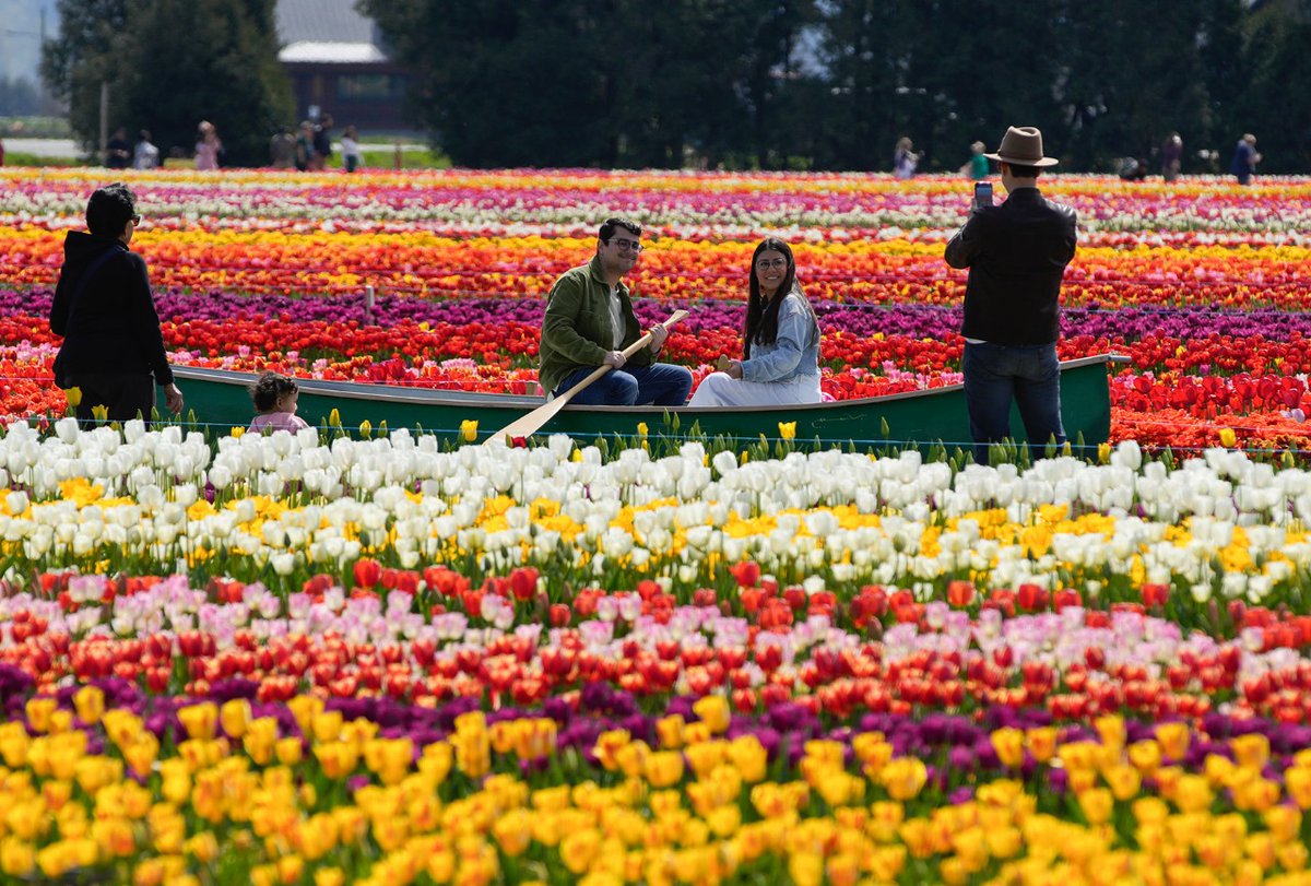 People take photos between rows of tulips at the Abbotsford Tulip Festival in Abbotsford, British Columbia, Canada, on Monday. Photos: Xinhua/RSS