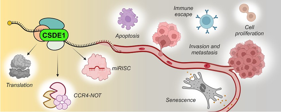 Check out our latest review on CSDE1, in which we discuss several aspects of this RNA-binding protein and its potential value as a biomarker in cancer.

🔽🔽🔽
CSDE1: a versatile regulator of gene expression in cancer
doi.org/10.1093/narcan…
