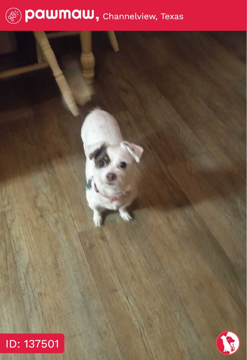 Little Girl - Lost Dog in Channelview, Texas, 77530

More Details:
pawmaw.com/lost-little-gi…

#LostPetFlyers #pawmaw
#LostDog #LostPet #MissingDog
#LostCat #FoundDog #FoundPet