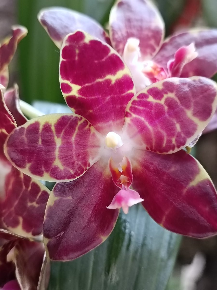 orchidarium_ tweet picture