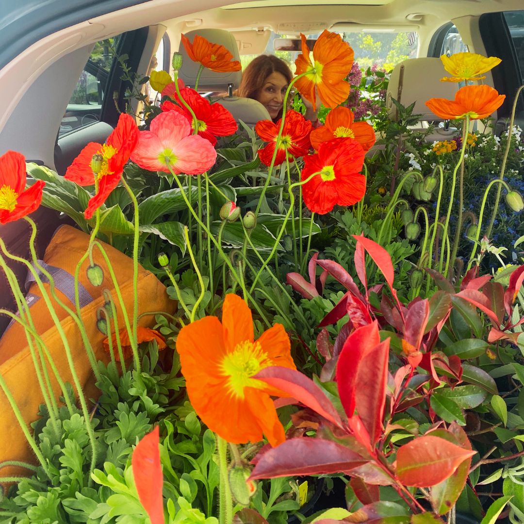 ShimoffMarci's tweet photo. Spot me in my happy place if you can! 😁
What better way to celebrate Spring than to grab a friend, hop in the car, & head to the nursery? I was in heaven🥰
I picked a few flowers (or maybe more than a few) that made me #HappyForNoReason 😊
What makes you happy? Please share 👇 https://t.co/K9ykR7gwIL